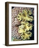 Barrier Reef Coral IV-Kathy Mansfield-Framed Photographic Print