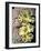 Barrier Reef Coral IV-Kathy Mansfield-Framed Photographic Print