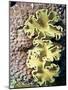 Barrier Reef Coral IV-Kathy Mansfield-Mounted Photographic Print