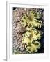 Barrier Reef Coral IV-Kathy Mansfield-Framed Photographic Print