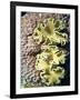 Barrier Reef Coral IV-Kathy Mansfield-Framed Photographic Print