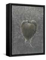 Barringtonia Acutangula-Lincoln Seligman-Framed Stretched Canvas