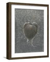 Barringtonia Acutangula-Lincoln Seligman-Framed Giclee Print