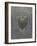 Barringtonia Acutangula-Lincoln Seligman-Framed Giclee Print