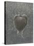 Barringtonia Acutangula-Lincoln Seligman-Stretched Canvas