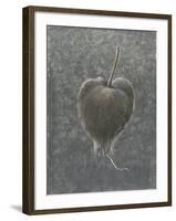 Barringtonia Acutangula-Lincoln Seligman-Framed Giclee Print