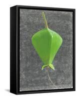 Barringtonia Acutangula-Lincoln Seligman-Framed Stretched Canvas