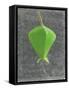 Barringtonia Acutangula-Lincoln Seligman-Framed Stretched Canvas