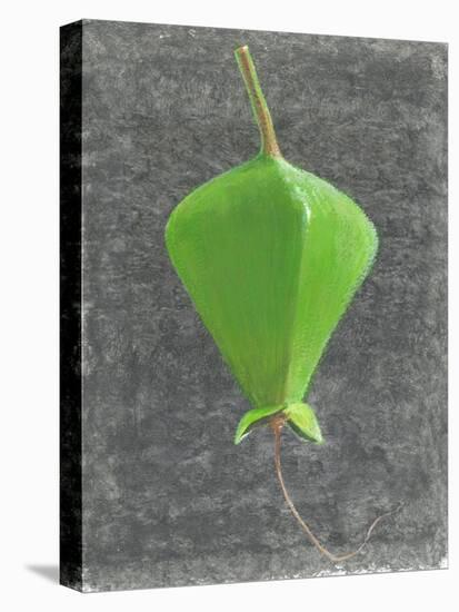 Barringtonia Acutangula-Lincoln Seligman-Stretched Canvas