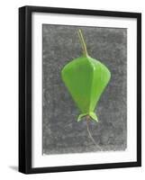 Barringtonia Acutangula-Lincoln Seligman-Framed Giclee Print