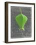 Barringtonia Acutangula-Lincoln Seligman-Framed Premium Giclee Print