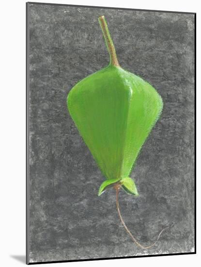 Barringtonia Acutangula-Lincoln Seligman-Mounted Premium Giclee Print