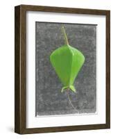 Barringtonia Acutangula-Lincoln Seligman-Framed Giclee Print