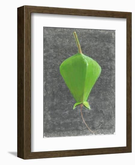 Barringtonia Acutangula-Lincoln Seligman-Framed Giclee Print