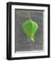 Barringtonia Acutangula-Lincoln Seligman-Framed Giclee Print