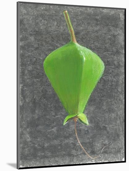 Barringtonia Acutangula-Lincoln Seligman-Mounted Giclee Print