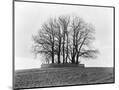 Wood Mount