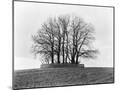 Wood Mount