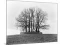 Wood Mount