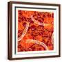 Brown Frame