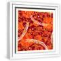 White Frame