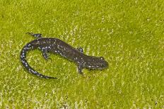 Blue spotted salamander (Ambystoma laterale) on moss, Michigan, USA-Barry Mansell-Photographic Print