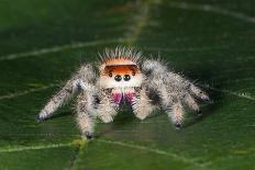 Cardinal jumper spider on a leaf, USA-Barry Mansell-Photographic Print