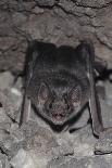 Evening Bat (Nycticeius Humeralis) in Flight with Mouth Open, North Florida, USA-Barry Mansell-Photographic Print