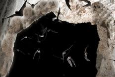 Ghost-Faced Bats (Mormoops Megalophylla) Flying into Cave Through Cave Entrance, Sabinas, Mexico-Barry Mansell-Mounted Photographic Print