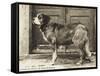 Barry the St Bernard Dog - a Faithful Servant of the Hospice of the Great St Bernard-null-Framed Stretched Canvas