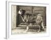 Barry the St Bernard Dog - a Faithful Servant of the Hospice of the Great St Bernard-null-Framed Photographic Print