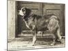 Barry the St Bernard Dog - a Faithful Servant of the Hospice of the Great St Bernard-null-Mounted Photographic Print