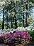 Bridge, Japanese Garden, Golden Gate Park, CA-Barry Winiker-Photographic Print