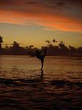 Woman Doing Yoga in Water at Sunset, Tahiti-Barry Winiker-Photographic Print