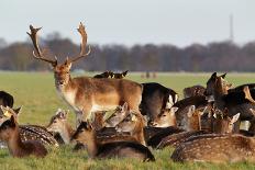 A Herd of Deer in the Phoenix Park in Dublin, Ireland, One of the Largest Walled City Parks in Euro-Bartkowski-Photographic Print