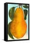 Bartlett Pear-null-Framed Stretched Canvas