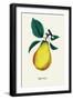 Bartlett Pear-null-Framed Art Print