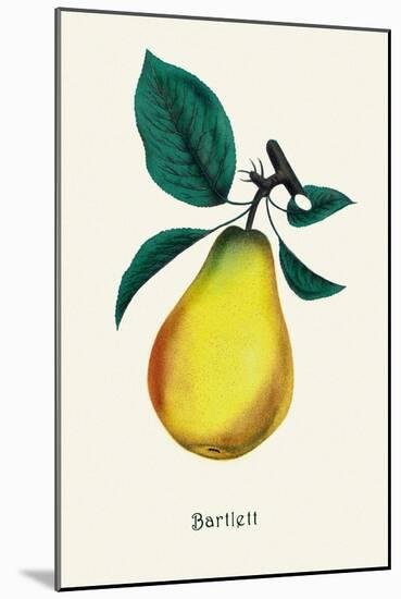 Bartlett Pear-null-Mounted Art Print