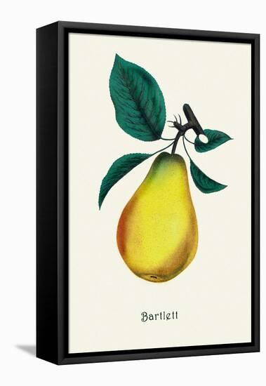 Bartlett Pear-null-Framed Stretched Canvas