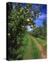 Bartlett Pears-Steve Terrill-Stretched Canvas