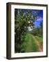 Bartlett Pears-Steve Terrill-Framed Photographic Print