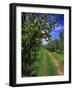 Bartlett Pears-Steve Terrill-Framed Photographic Print