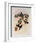 Bartlett's Emerald, Agyrtria Bartletti-John Gould-Framed Giclee Print