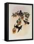 Bartlett's Emerald, Agyrtria Bartletti-John Gould-Framed Stretched Canvas