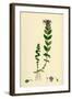 Bartsia Alpina Alpine Bartsia-null-Framed Giclee Print