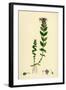 Bartsia Alpina Alpine Bartsia-null-Framed Giclee Print