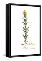 Bartsia trixago, Flora Graeca-Ferdinand Bauer-Framed Stretched Canvas