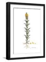 Bartsia trixago, Flora Graeca-Ferdinand Bauer-Framed Giclee Print