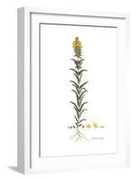 Bartsia trixago, Flora Graeca-Ferdinand Bauer-Framed Giclee Print