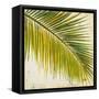 Barú Palm III-Patricia Pinto-Framed Stretched Canvas